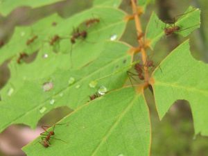 Leafcutter Ants